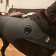 Illustration for article titled If Storms Freak Your Dog Out, Get Her A Nice Warm Jacket